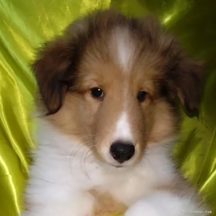 ID:2209-00140の子犬