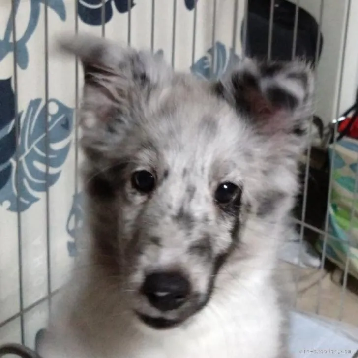 ID:2207-01552の子犬