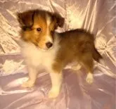 シェットランドシープドッグ【群馬県・女の子・2023年6月10日・セーブル】の写真5