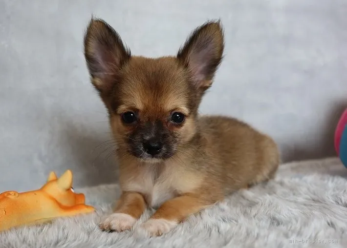 ID:2109-00551の子犬