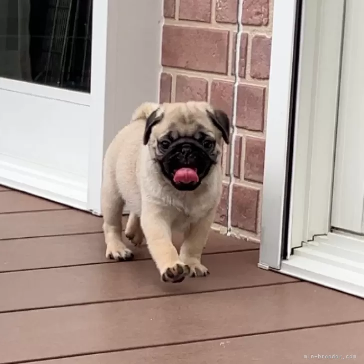ID:2507-04456の子犬