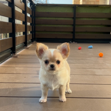 チワワ(ロング)【岡山県・男の子・2024年12月15日・クリーム】の写真「「輝く冒険心 － 好奇心いっぱいの男の子」」