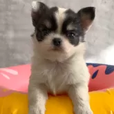 チワワ(ロング)