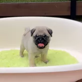 パグ