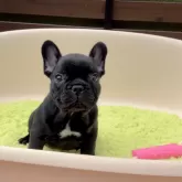 フレンチブルドッグ
