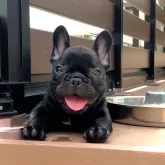 フレンチブルドッグ