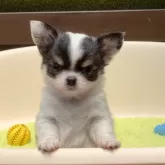 チワワ(ロング)
