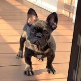フレンチブルドッグ