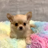 チワワ(ロング)