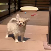 チワワ(ロング)