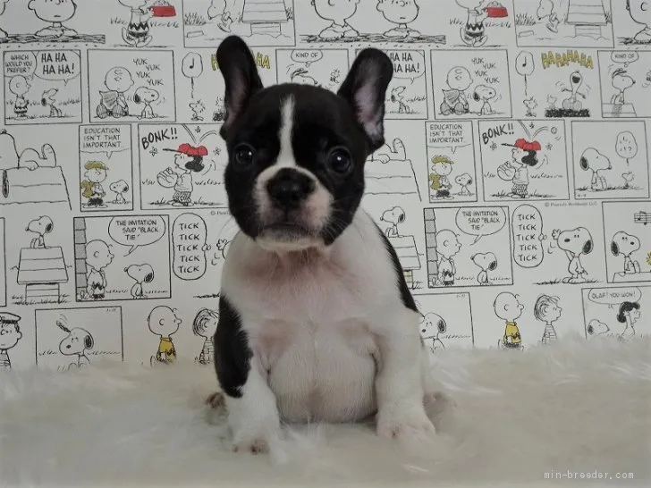 ID：1909-01608の子犬