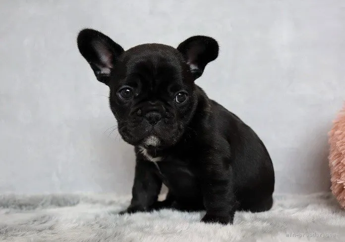 みいみい 様のお迎えした子犬