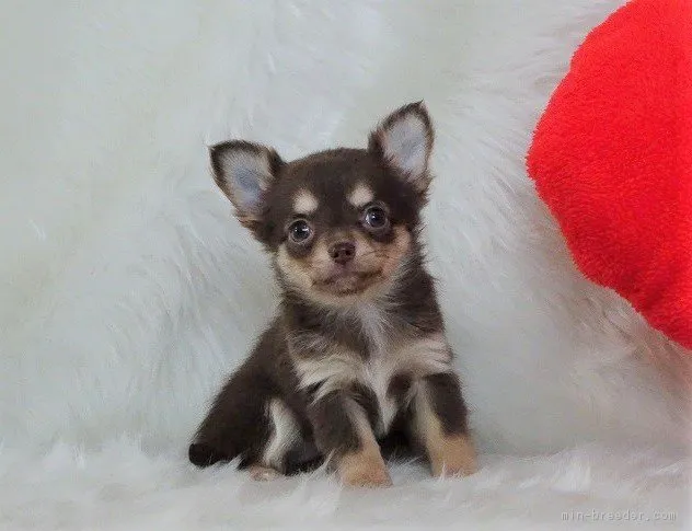 ID：1902-00599の子犬