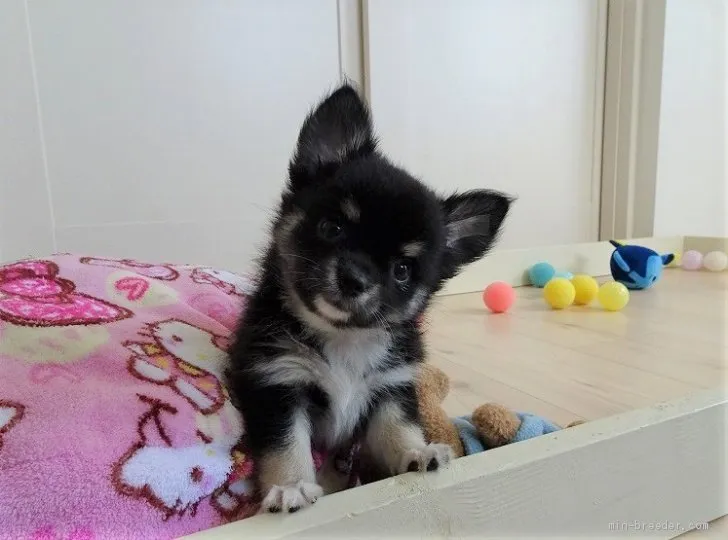 ID：1907-03073の子犬