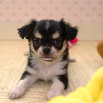 チワワ(ロング)【岡山県・男の子・2024年5月24日・ブラックタン&ホワイト】の写真「両親遺伝子検査クリアです。」