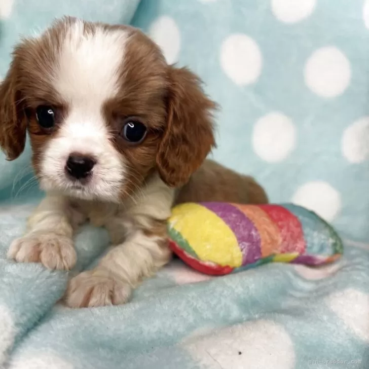 ID：2506-06383の子犬
