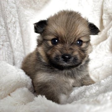 ポメラニアン【茨城県・男の子・2025年10月1日・オレンジセーブル】の写真「ママっ子な男の子👦」