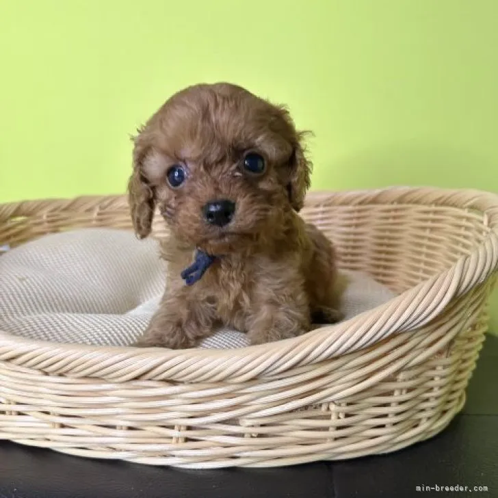 くみぞう 様のお迎えした子犬