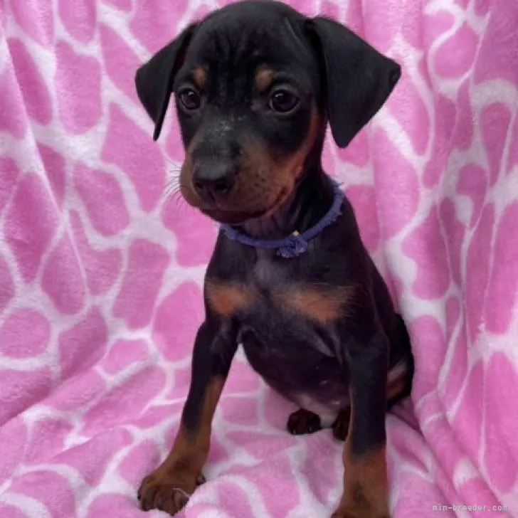 ID:2211-01532の子犬