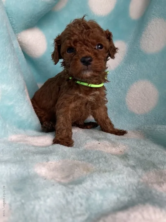 ID：2009-03553の子犬