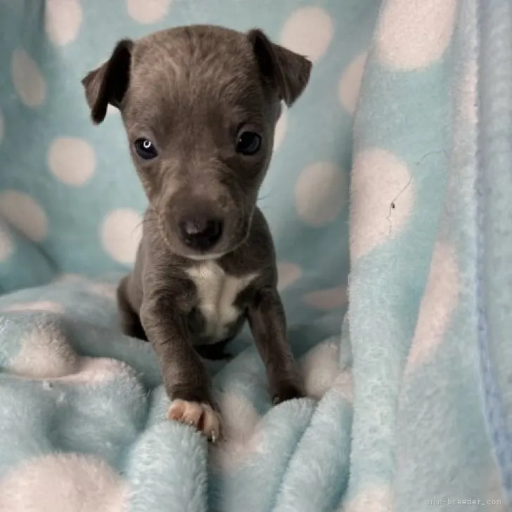 ID:2311-04086の子犬