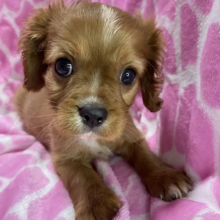 ID：2207-05318の子犬