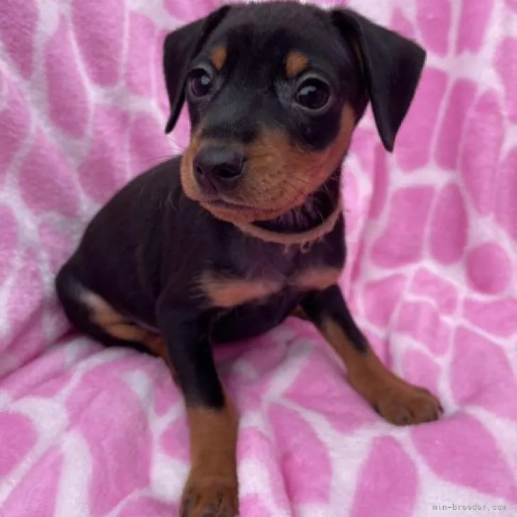 ID：2211-01536の子犬