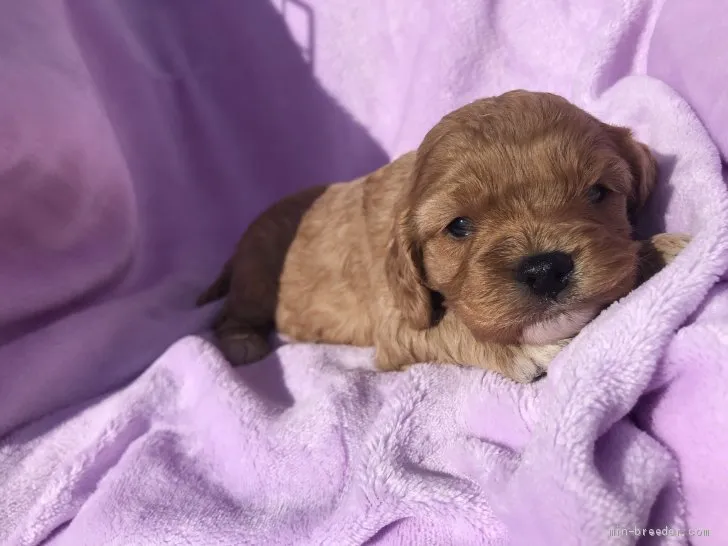 ID：2001-01454の子犬