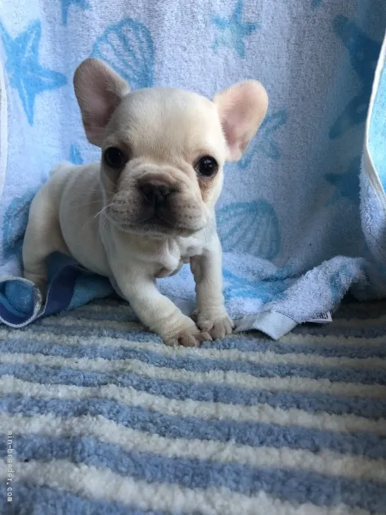 Y.H 様のお迎えした子犬