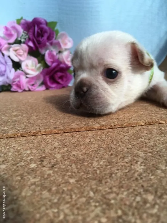 Lavie 様のお迎えした子犬