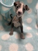 みんなの犬図鑑 茨城県で評判の良いイタリアングレーハウンドのブリーダー紹介 みんなの犬図鑑 茨城県で評判の良いイタリアングレーハウンドのブリーダー紹介