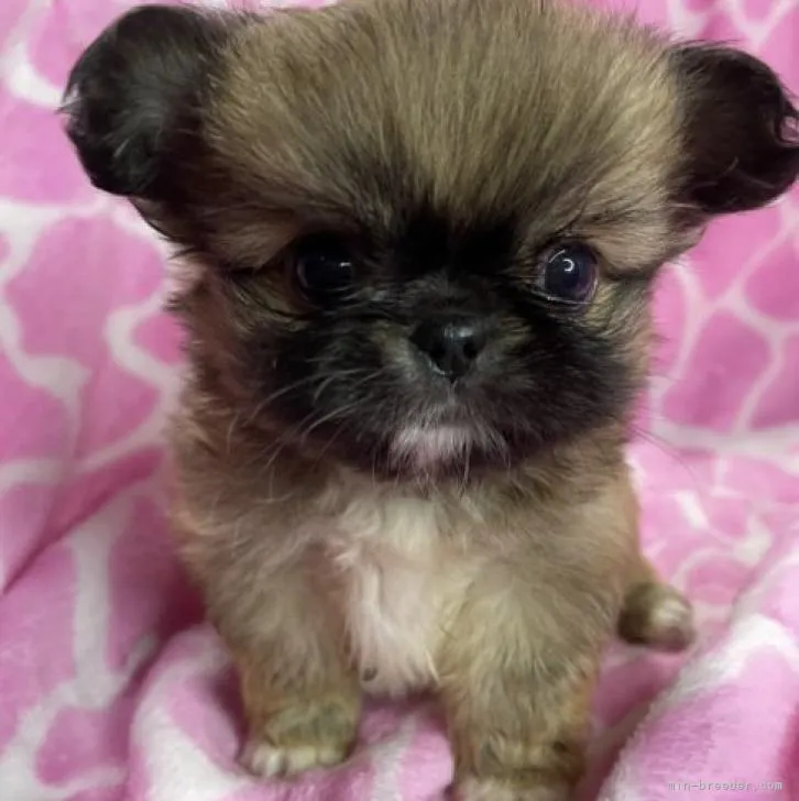 ID：2208-03606の子犬