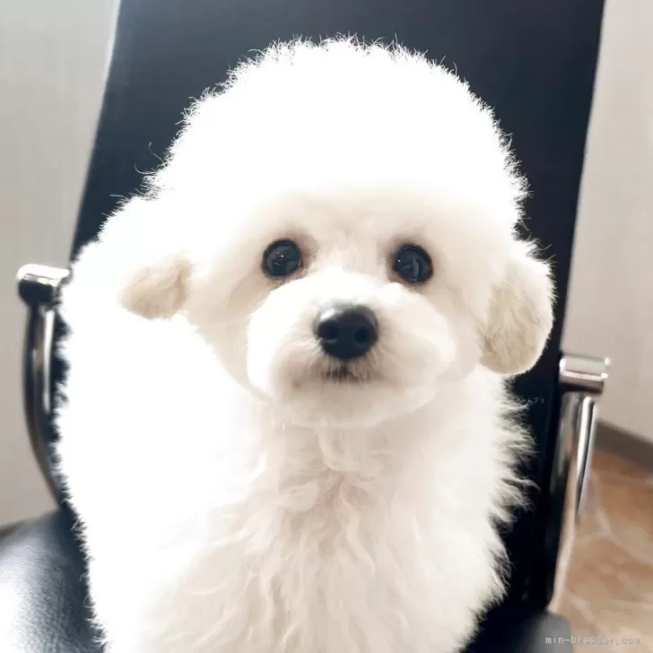 タイニープードル【石川県・男の子・2025年7月7日・ホワイト】の写真1