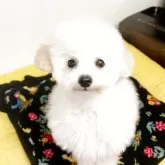 タイニープードル【石川県・男の子・2025年7月7日・ホワイト】の写真3