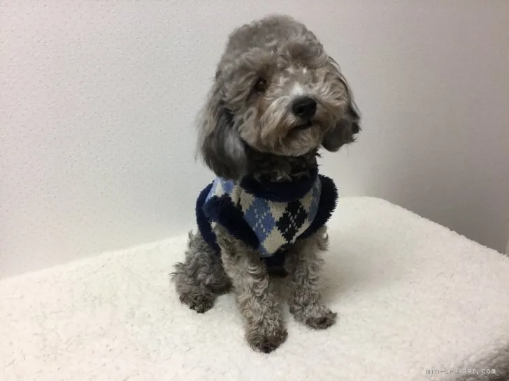 C.M 様のお迎えした子犬