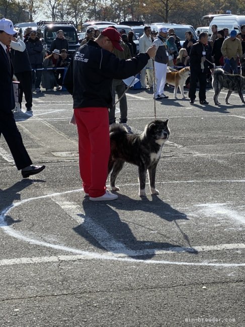 青森県 佐藤 元樹 さとう もとき ブリーダー みんなのブリーダー