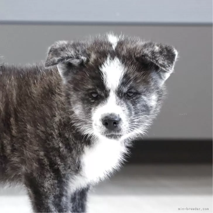 秋田犬【青森県・男の子・2025年7月28日・虎毛】の写真1