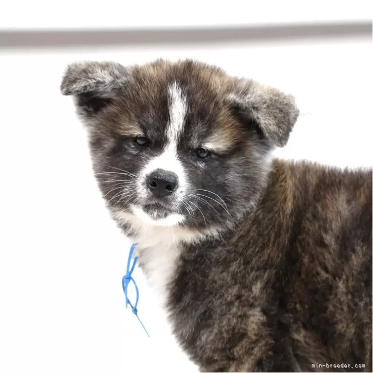 澤井 様のお迎えした子犬