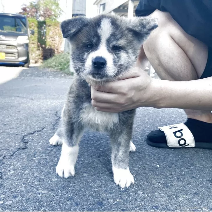 マカロン 様のお迎えした子犬