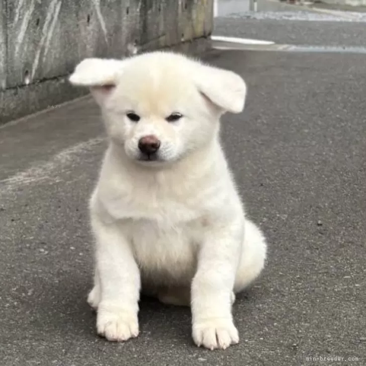 ID:2508-00048の子犬