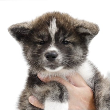 ショルダーバッグを下げた秋田犬の虎毛さん 楽天市場】【ふるさと納税】165P7306 秋田犬虎毛ぬいぐるみ 座り