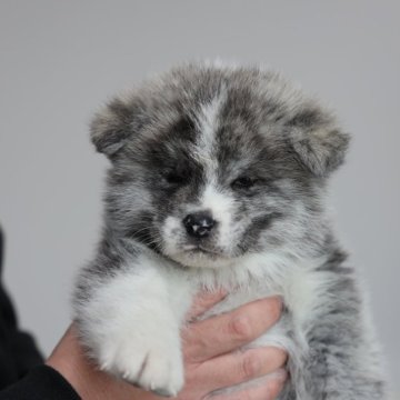 秋田犬【青森県・女の子・2025年1月19日・虎毛】の写真「とても爽やかな色合い」