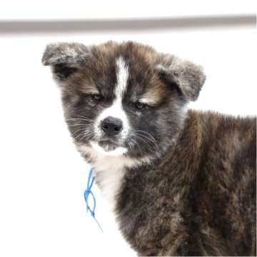 寒さに強い犬種5選！ 犬種の特徴と寒さに強い理由をご紹介します