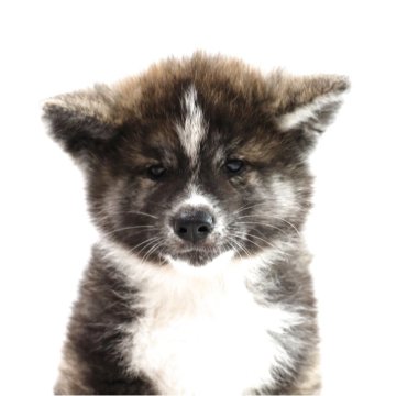 秋田犬【青森県・女の子・2025年6月4日・虎毛】の写真「美しい顔立ちの女の子」