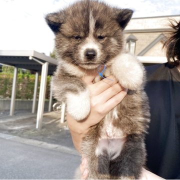 秋田犬【青森県・男の子・2025年6月4日・虎毛】の写真「赤虎の男の子」