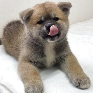秋田犬【青森県・男の子・2025年6月27日・赤毛】の写真「凛々しい顔立ち」
