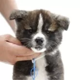 秋田犬