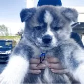 秋田犬