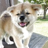 秋田犬