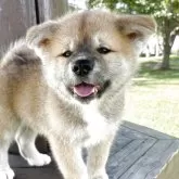 秋田犬